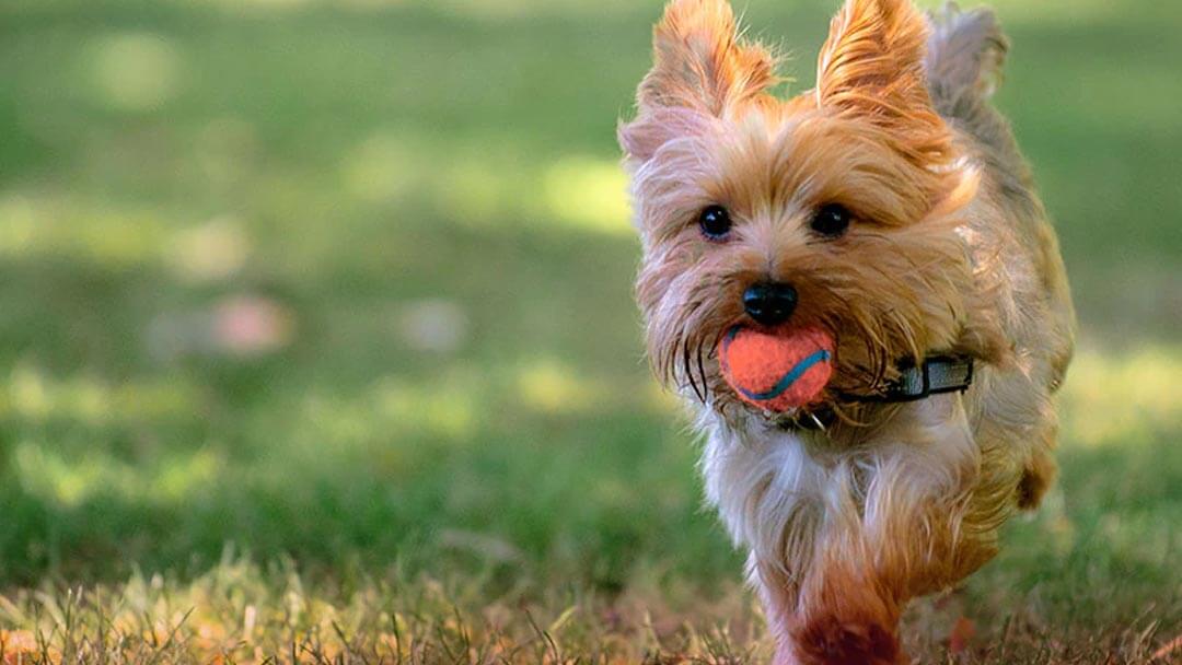 Small Dog Breed Nutrition Purina New Zealand